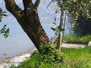 Pasquetta 07